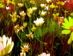 forest of flowers